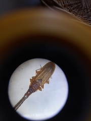 Uleiota planata