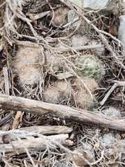 Mammillaria prolifera
