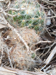 Mammillaria prolifera