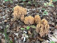 Ramaria