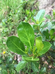 Baccharis macrantha