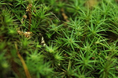 Atrichum angustatum