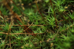Atrichum angustatum