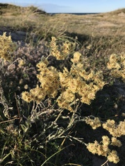 Helichrysum arenarium