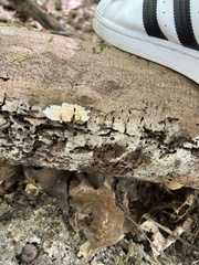 Steccherinum ochraceum