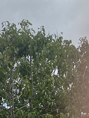 Prunus ilicifolia lyonii