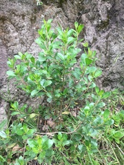 Baccharis macrantha
