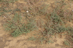 Suaeda prostrata