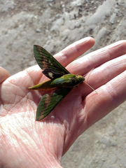 Xylophanes chiron nechus