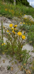 Steirodiscus tagetes