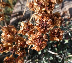 Eriogonum umbellatum