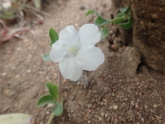 Ruellia patula