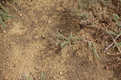 Suaeda prostrata