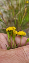 Steirodiscus tagetes