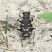 Oblique-lined Tiger Beetle - Photo (c) Dan MacNeal, some rights reserved (CC BY), uploaded by Dan MacNeal