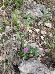 Glandularia tumidula