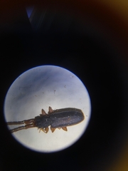 Uleiota planata