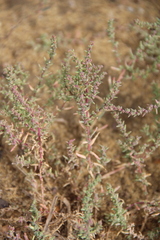 Suaeda prostrata