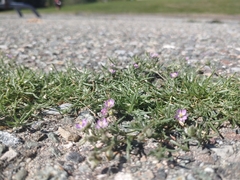 Spergularia rubra