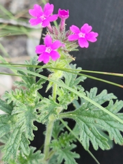 Glandularia tumidula