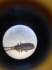 Uleiota planata