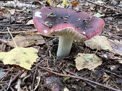 Russula atropurpurea
