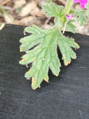 Glandularia tumidula