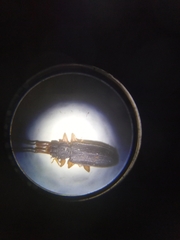 Uleiota planata
