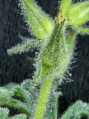 Glandularia tumidula