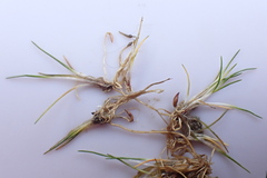 Eleocharis parvula