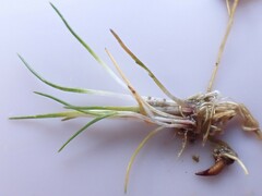 Eleocharis parvula