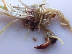 Eleocharis parvula