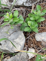 Rhinotropis lindheimeri