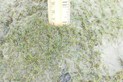 Eleocharis parvula
