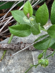 Rhinotropis lindheimeri