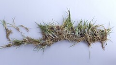 Eleocharis parvula