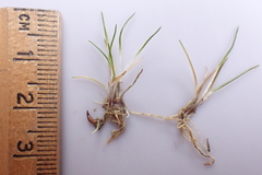 Eleocharis parvula