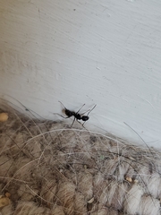 Camponotus pennsylvanicus