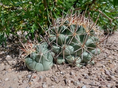 Coryphantha robustispina scheeri