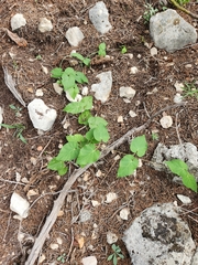 Matelea edwardsensis