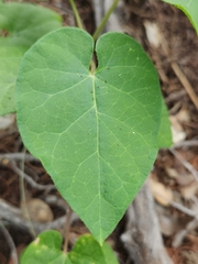 Matelea edwardsensis