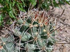 Coryphantha robustispina scheeri