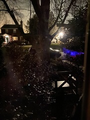 Vulpes vulpes fulvus