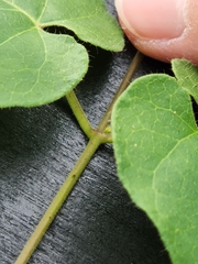 Matelea edwardsensis