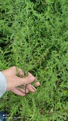 Symphyotrichum lanceolatum