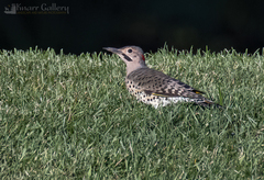 Colaptes auratus luteus