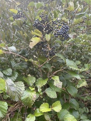 Viburnum dentatum