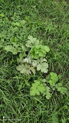 Heracleum sosnowskyi