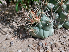 Coryphantha robustispina scheeri