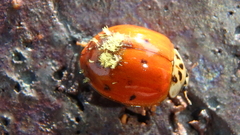 Hesperomyces harmoniae